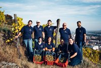 Joint grape harvest of WINERY FÖRTHOF with colleagues from SAN Group / © Ideenladen Krems